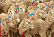 Hai nguyên tắc đơn giản giúp chó chăn cừu