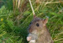 Phát hiện đáng ngạc nhiên: Số lượng loài không hề suy giảm