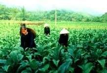 Bốn loại cây ảnh hưởng đến cuộc sống nhân loại Bốn loại cây ảnh hưởng đến cuộc sống nhân loại