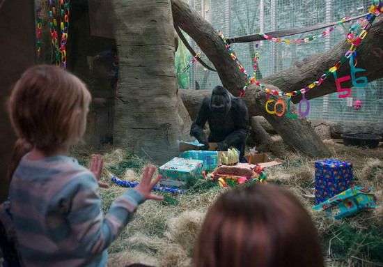 Khỉ đột già nhất thế giới mừng sinh nhật thứ 56