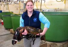 Giải mã bí ẩn tuổi tôm hùm