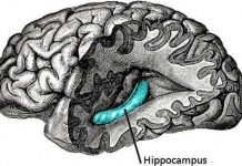 Tại sao bạn thường không nhớ gì sau khi uống rượu say?