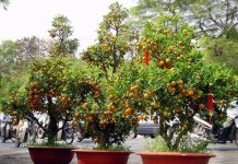 Khám phá thú vị về cây quất cảnh ngày Tết