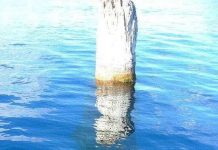 Bí ẩn thân cây khổng lồ dựng đứng giữa hồ suốt 100 năm Bí ẩn thân cây khổng lồ dựng đứng giữa hồ suốt 100 năm