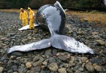 Bão Mặt trời khiến nhiều động vật lạc đường?