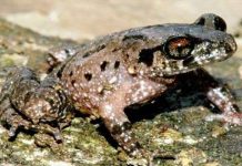 Phát hiện loài cóc mày mới ở Việt Nam