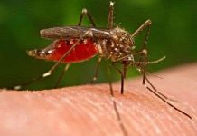 “Triệt sản” muỗi để chặn sốt rét