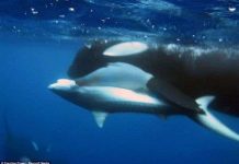 Cá voi sát thủ xâu xé cá mập hổ thành nhiều mảnh Cá voi sát thủ xâu xé cá mập hổ thành nhiều mảnh