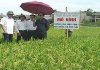Trồng thành công giống lúa chất lượng cao từ Nhật