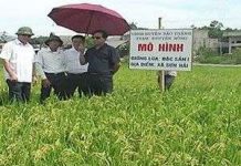 Trồng thành công giống lúa chất lượng cao từ Nhật