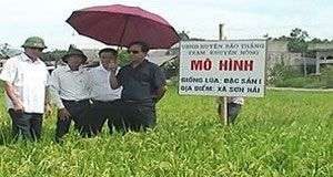 Trồng thành công giống lúa chất lượng cao từ Nhật