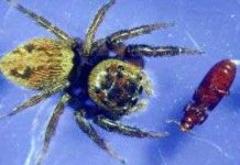 Bọ cánh cứng tự vệ bằng cách nằm giả chết Bọ cánh cứng tự vệ bằng cách nằm giả chết