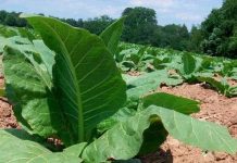 Biến thuốc lá thành thuốc trừ sâu Biến thuốc lá thành thuốc trừ sâu