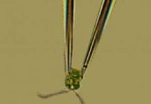 Vũ điệu bơi nghệ thuật của tảo Vũ điệu bơi nghệ thuật của tảo