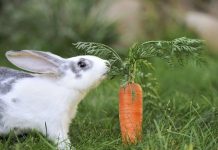 Sự thực về quan niệm thỏ thích ăn cà rốt Sự thực về quan niệm thỏ thích ăn cà rốt