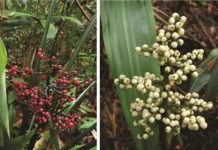 Phát hiện hai loài cây mới ở Singapore Phát hiện hai loài cây mới ở Singapore