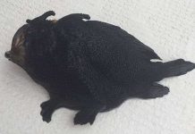 Quái ngư hai chân mình đen sì ở New Zealand