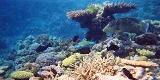 Mô hình có khả năng dự đoán tình trạng san hô trong tương lai