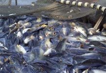 Ngư dân bội thu nhờ sử dụng giàn lưới rê hỗn hợp