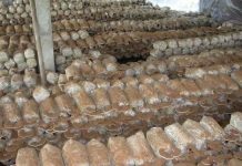 Thành công trong mô hình sản xuất nấm Linh Chi