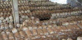 Thành công trong mô hình sản xuất nấm Linh Chi