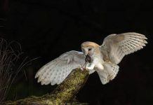 Học cách loài chim lợn để cải thiện thính giác của người