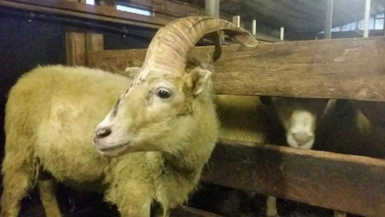Cừu một sừng thoát lò mổ vì giống kỳ lân