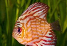 Các loài nước ngọt sẽ bị tuyệt chủng sớm