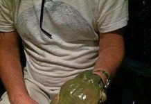 Tìm thấy con ếch xanh khổng lồ to hơn bàn tay người lớn ở Úc Tìm thấy con ếch xanh khổng lồ to hơn bàn tay người lớn ở Úc