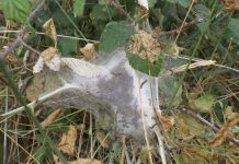 Hàng triệu con sâu gây mù lòa tấn công ngôi làng Anh