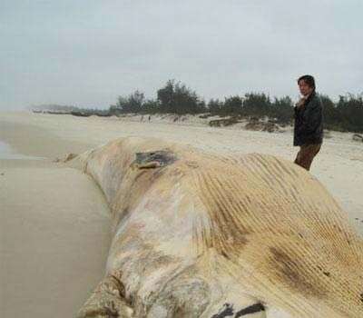 Quảng Bình: cá voi trắng nặng 10 tấn dạt vào bờ biển