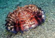 Những "đốm lửa" đáng sợ trong lòng đại dương