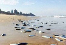 Video: Vật thể lạ xuất hiện trên bầu trời Nga Hàng nghìn con cá trôi dạt vào bờ rồi biến mất bí ẩn