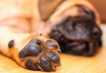 Tại sao chân chó lại thường có mùi như... bỏng ngô?