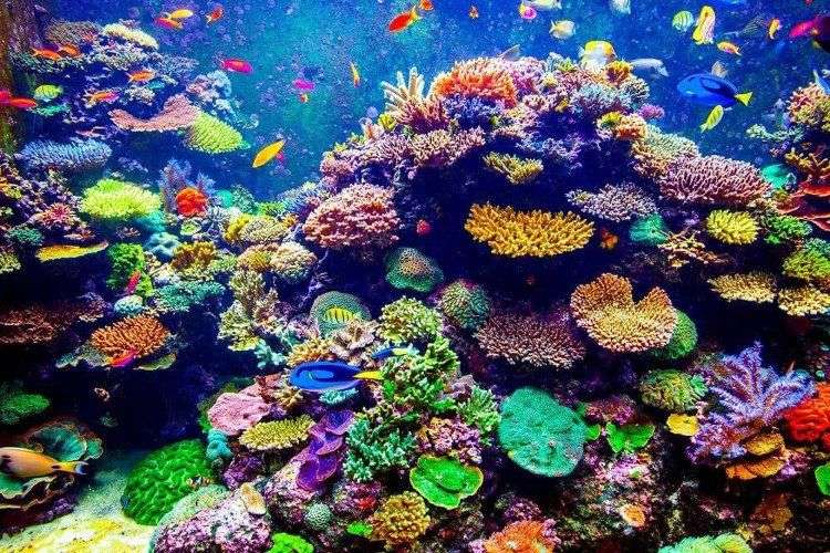 San hô là loài động vật sống thọ nhất Trái đất