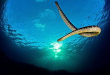 Sát thủ máu lạnh có nọc độc "tiễn" cùng lúc 20 người về cõi chết