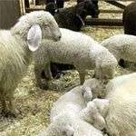 Cừu con nhận mẹ trong đám đông bằng cách nào?