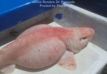 Sửng sốt phát hiện cá mập lạ ở Mexico