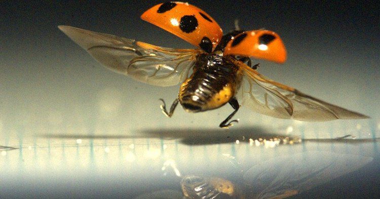 Phát minh chiếc ô không lật ngược dù bị gió thổi từ… đôi cánh bọ rùa