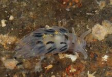 Trái Đất đang tồn tại khoảng 8,7 triệu loài khác nhau Trái Đất đang tồn tại khoảng 8,7 triệu loài khác nhau