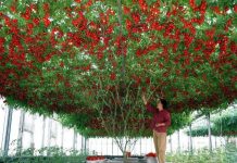 Giống cà chua "cực mắn" cho ra hàng chục ngàn quả một cây