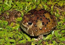 Loài ếch lạ tự biến thành nam châm... hút mồi