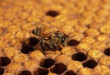 Ong biết tự chữa bệnh