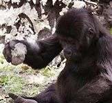 Gorilla có khả năng sử dụng công cụ Gorilla có khả năng sử dụng công cụ