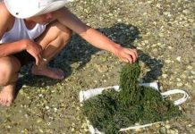 Trồng nho biển: Một vốn nhưng có đến mấy lời Trồng nho biển: Một vốn nhưng có đến mấy lời