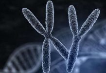 Virus thượng cổ có thể làm tăng tỷ lệ sinh con trai