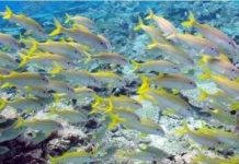 Lập kế hoạch bảo vệ đại dương