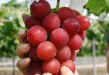 Vì sao một số loại trái cây Nhật Bản có mức giá siêu đắt?