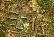 Những màn ngụy trang tài tình trong thiên nhiên