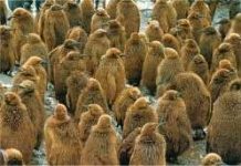 Cuộc sống khắc nghiệt của cánh cụt non